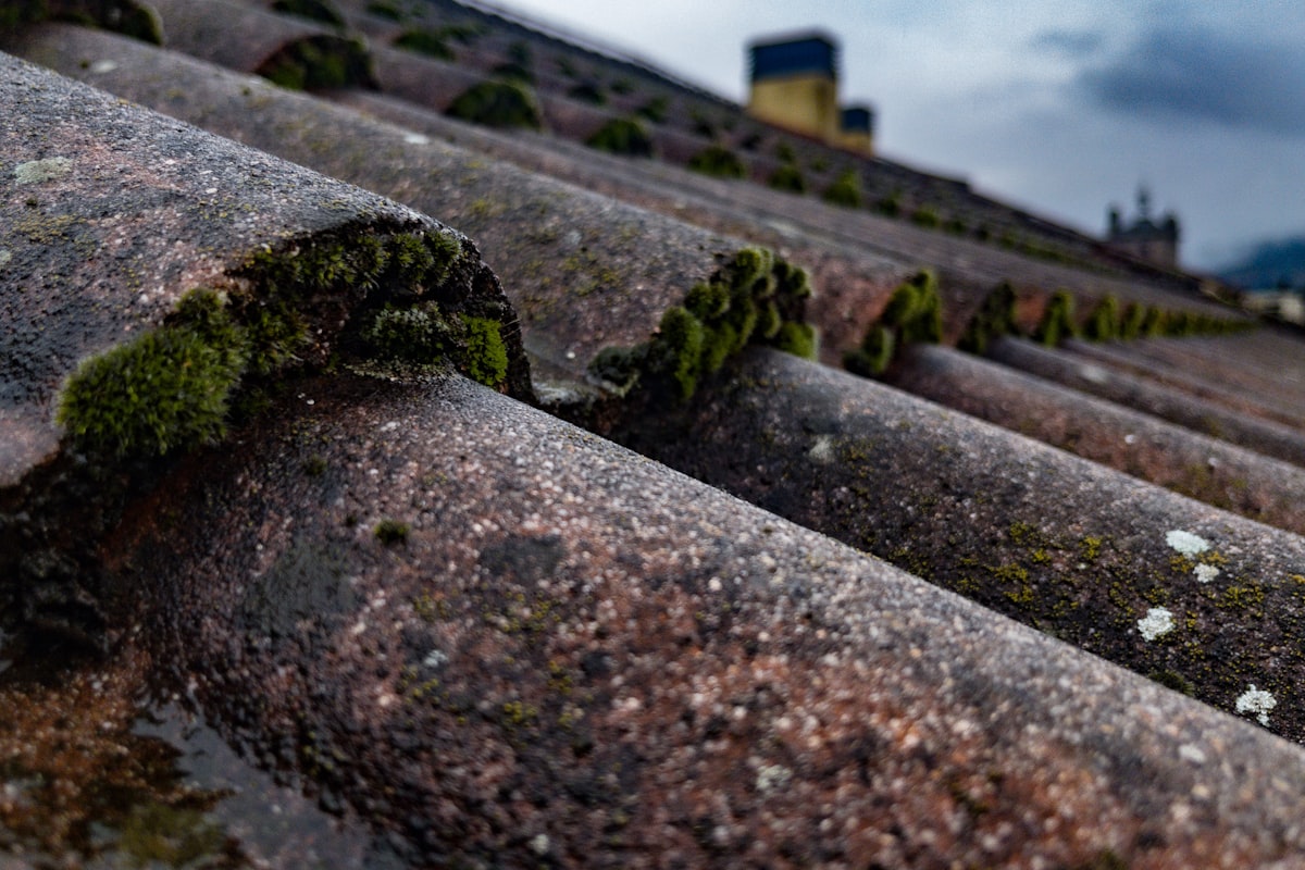 Mousse verte sur tuiles provencales